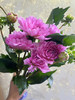 【新花派】大丽花-骄傲柏林（粉色）5枝/扎 商品缩略图2