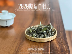 【首发】抛荒白牡丹里的“高挑美人”，无意中捂了3年，2020抛荒白牡丹却长成了温润水滑的俏佳人（80克）