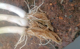 大葱烂根有哪些原因?这个药方您试过吗? 