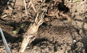 葱苗移栽不久出现死棵烂苗是咋回事? 