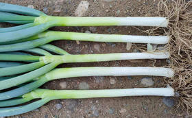 种葱想要拉长葱白,这些操作不能少