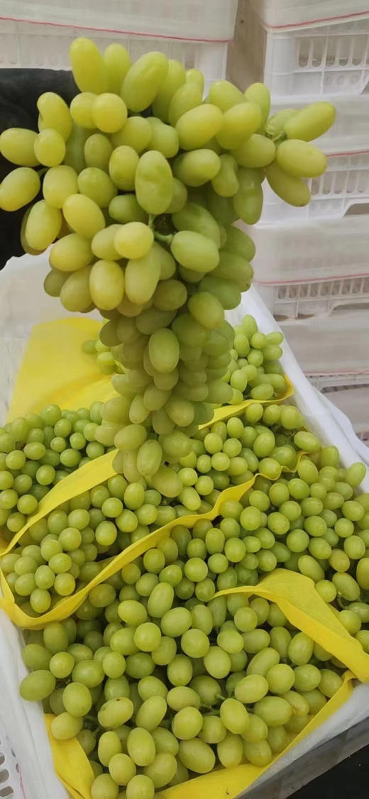 周二配送！新疆葡萄甲天下，尤其以吐鲁番的葡萄最负盛名。
而无核白葡萄在新疆葡萄中的地位绝对是大哥大，皮薄脆甜，吃进嘴里“咔嚓”一声，满口香甜，完全就是“小糖豆”口感了
毛重4斤 商品图1
