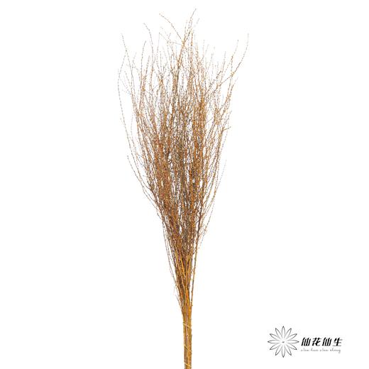 永生花材｜雪草橙色 商品图0