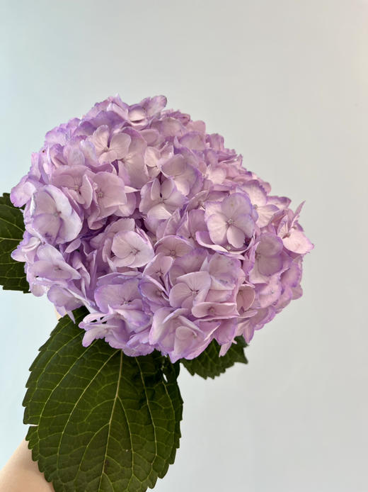 哥伦比亚-【绣球】香芋紫 商品图0