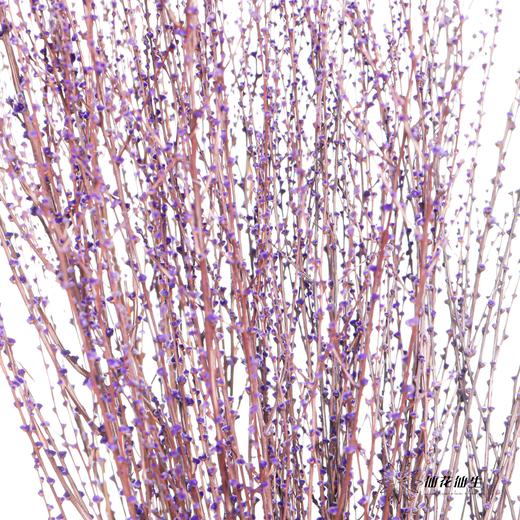 永生花材｜雪草紫色 商品图1