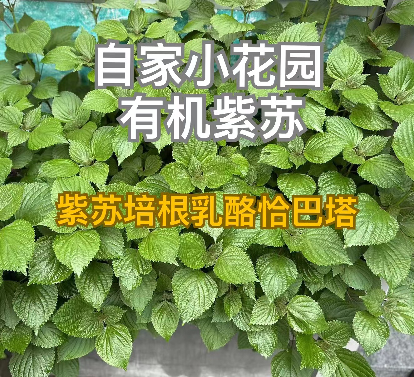 紫苏培根奶酪恰巴塔