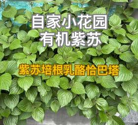 紫苏培根奶酪恰巴塔