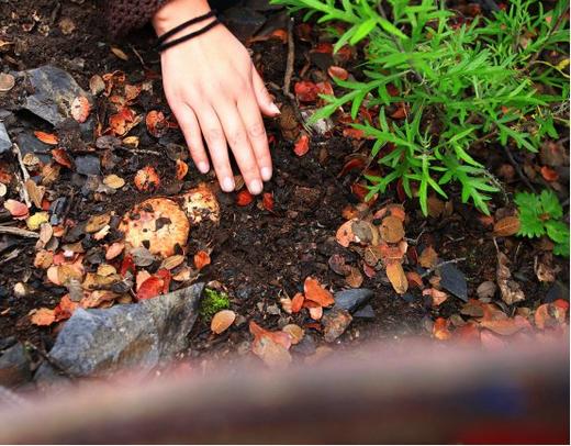 【2025松茸季】【顺丰空运】香格里拉野生松茸出口一级  基地直邮 商品图1