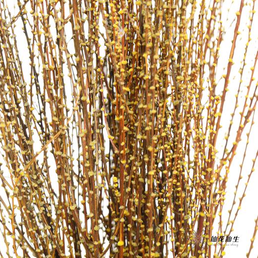 永生花材｜雪草黄色 商品图1