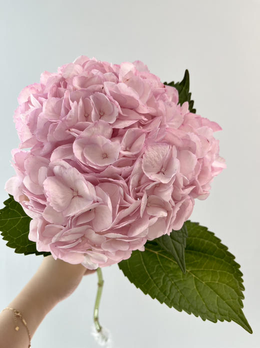 哥伦比亚-【绣球】粉 商品图0