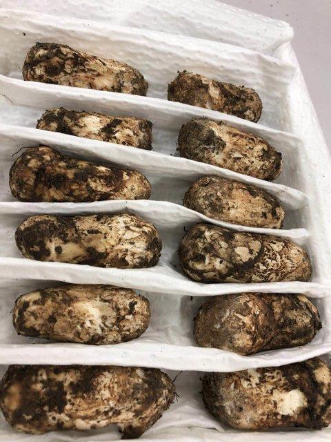 【2025松茸季】【顺丰空运】香格里拉野生松茸出口一级  基地直邮 商品图2