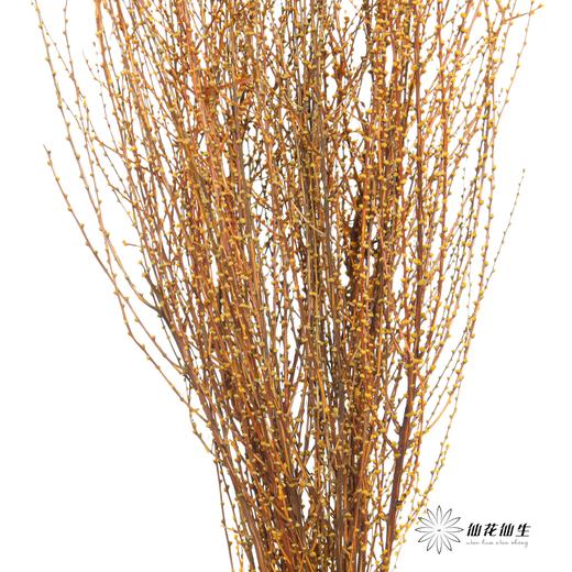 永生花材｜雪草橙色 商品图1