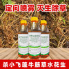 华星徽狼精草铵膦铵盐草安铵磷草胺磷牛筋草小飞蓬农药强力除草剂 商品缩略图0