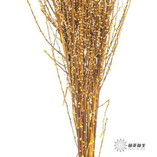 永生花材｜雪草黄色 商品图3