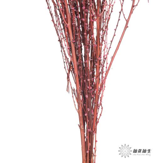 永生花材｜雪草玫红 商品图3