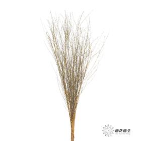 永生花材｜雪草果绿