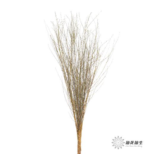 永生花材｜雪草果绿 商品图0