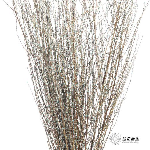 永生花材｜雪草尼蓝 商品图2