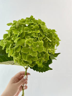 哥伦比亚-【绣球】绿色