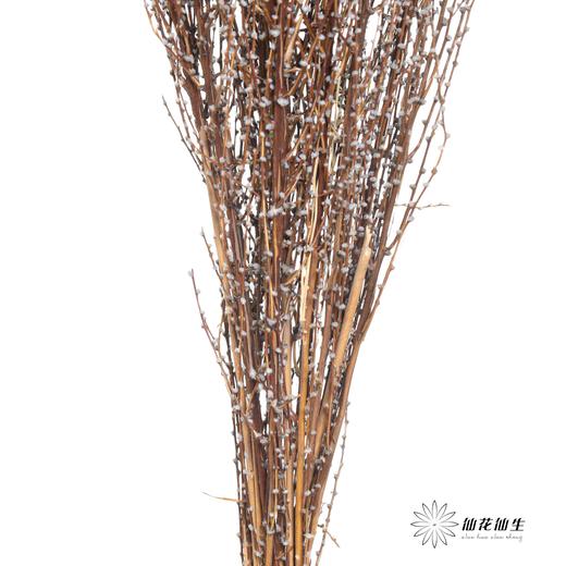 永生花材｜雪草蓝色 商品图2