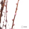 永生花材｜雪草粉色 商品缩略图1
