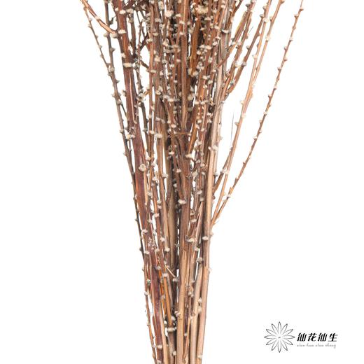 永生花材｜雪草白色 商品图3