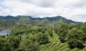 正谷有机滇红茶，一杯好茶，生自万物