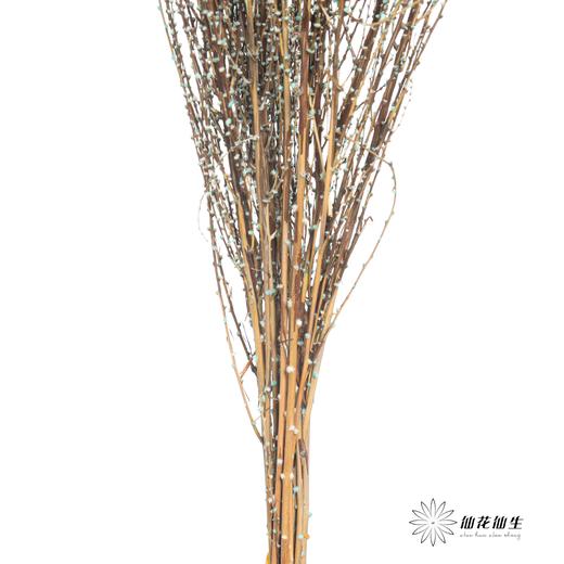 永生花材｜雪草尼蓝 商品图3