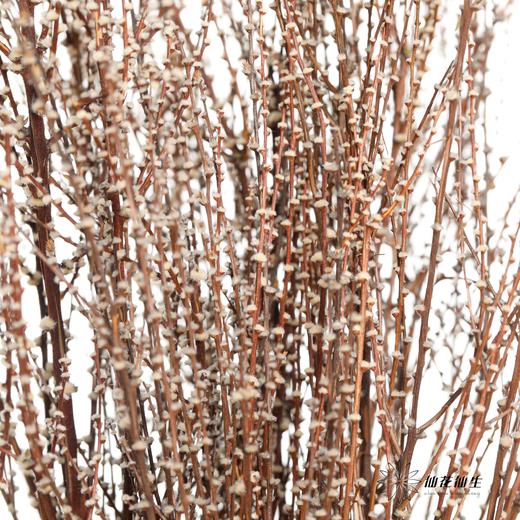 永生花材｜雪草白色 商品图1