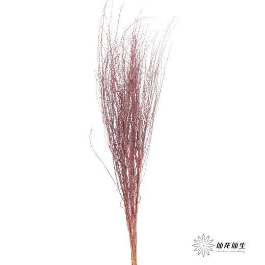 永生花材｜雪草玫红 商品图0