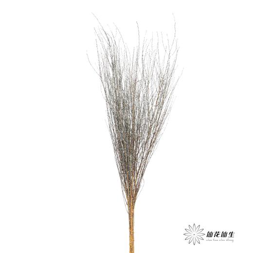 永生花材｜雪草尼蓝 商品图0