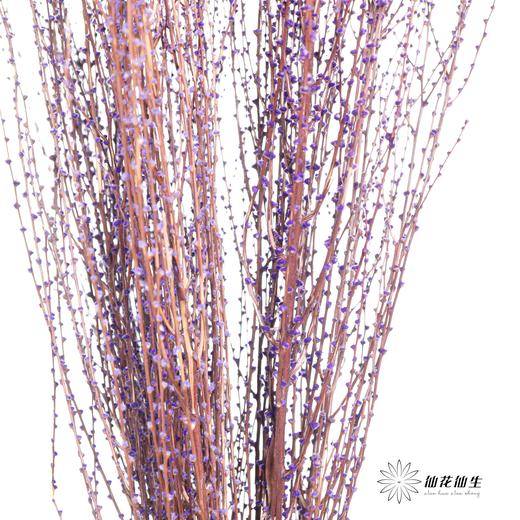 永生花材｜雪草紫色 商品图2