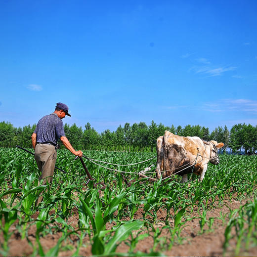田里有草甜糯玉米（家庭装）（568项农残0检出） 商品图12