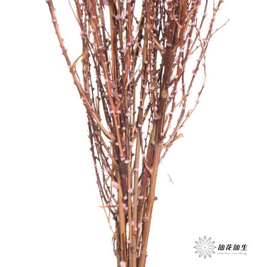 永生花材｜雪草粉色 商品图3