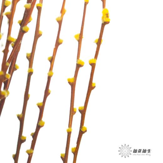 永生花材｜雪草黄色 商品图2