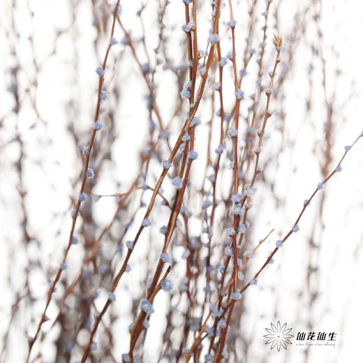 永生花材｜雪草蓝色 商品图1