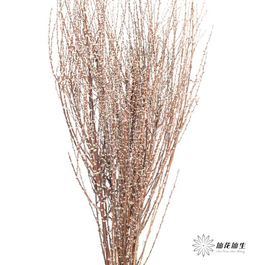 永生花材｜雪草白色 商品图2