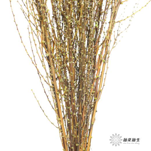 永生花材｜雪草果绿 商品图3