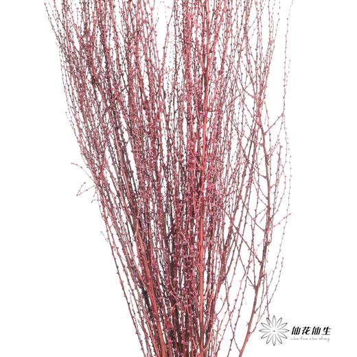 永生花材｜雪草玫红 商品图2