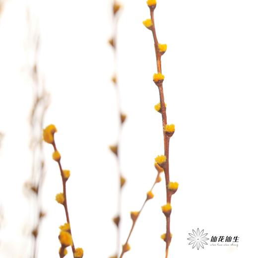永生花材｜雪草橙色 商品图2