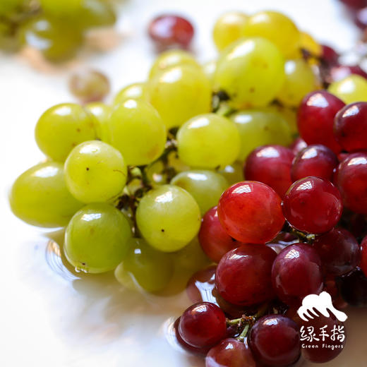 生态葡萄 | 合作生产 * Ecological Grapes | Coproduction 商品图0