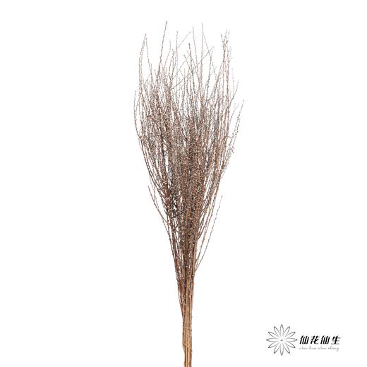 永生花材｜雪草白色 商品图0