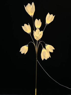 8头水仙花路引【运费自理】