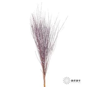 永生花材｜雪草紫色