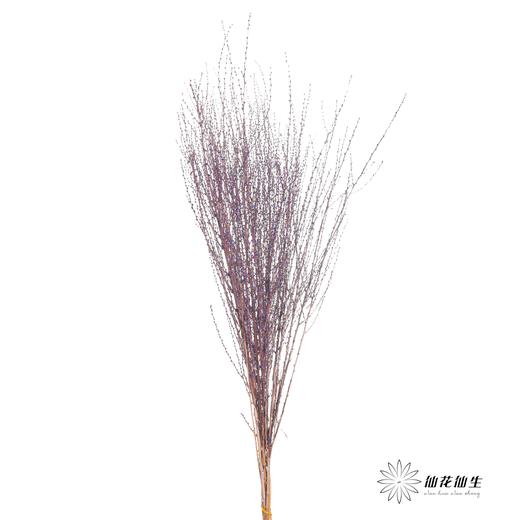 永生花材｜雪草紫色 商品图0