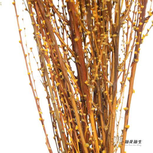 永生花材｜雪草橙色 商品图4