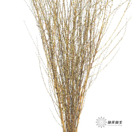 永生花材｜雪草果绿 商品图2