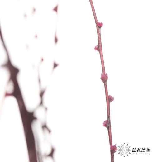 永生花材｜雪草玫红 商品图1