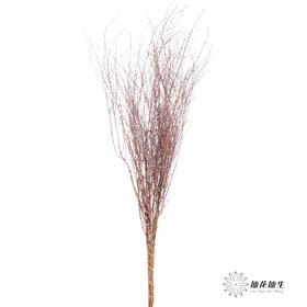 永生花材｜雪草粉色