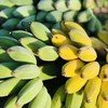 【海南热带水果】海南芭蕉产地发货5斤（4个左右/斤）  顺丰/京东随机发货 商品缩略图0